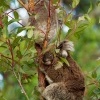 Koala - Phascolarctos cinereus o3295
